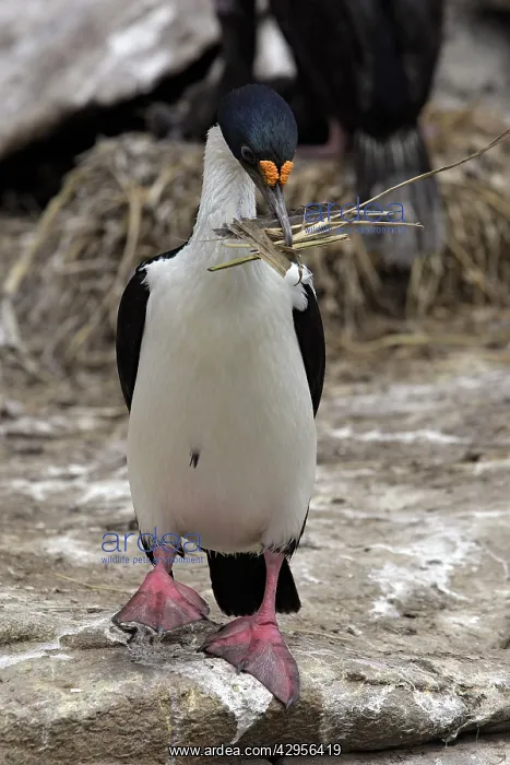 : Imperial Shag : Imperial Shag