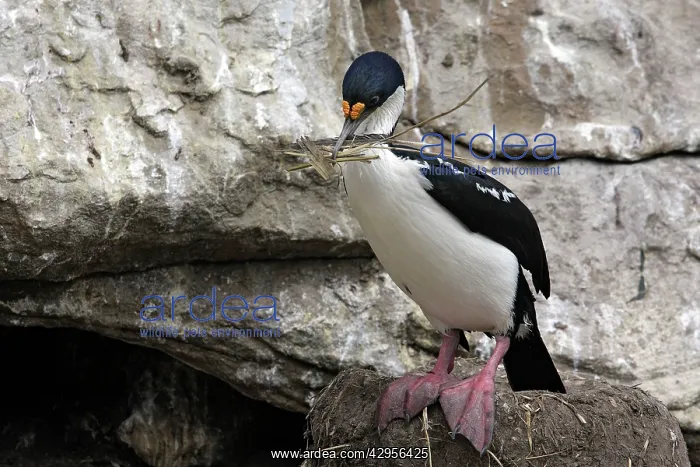 : Imperial Shag : Imperial Shag