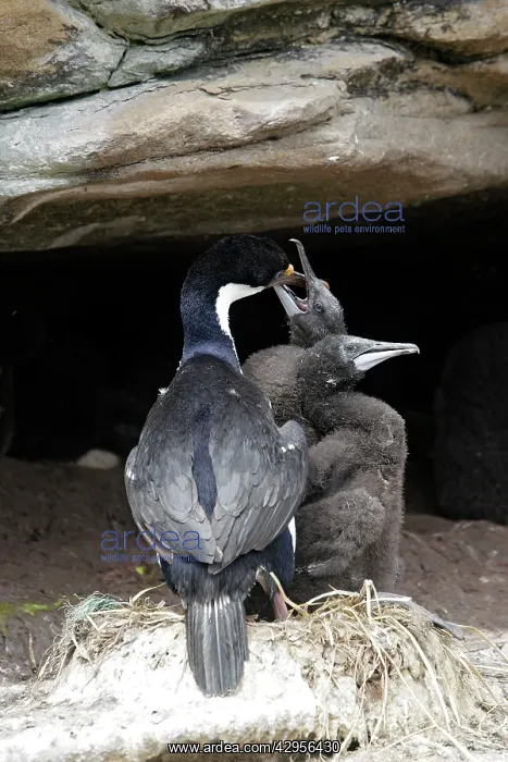: Imperial Shag : Imperial Shag