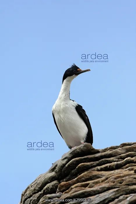 : Imperial Shag : Imperial Shag