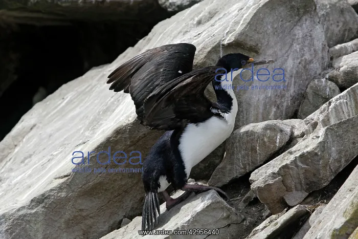 : Imperial Shag : Imperial Shag