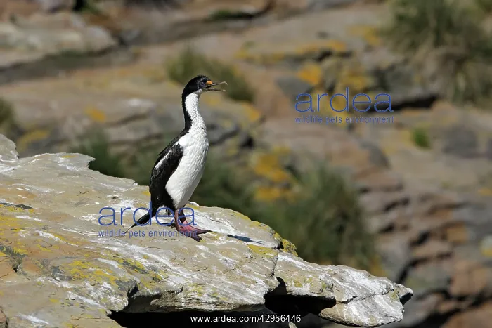 : Imperial Shag : Imperial Shag