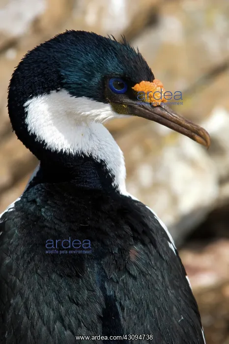 : Imperial Shag : Imperial Shag