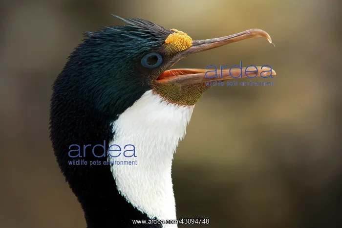 : Imperial Shag : Imperial Shag
