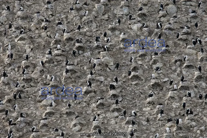 : Imperial Shag - colony - paulet island - Antarctic : Imperial Shag - colony - paulet island - Antarctic