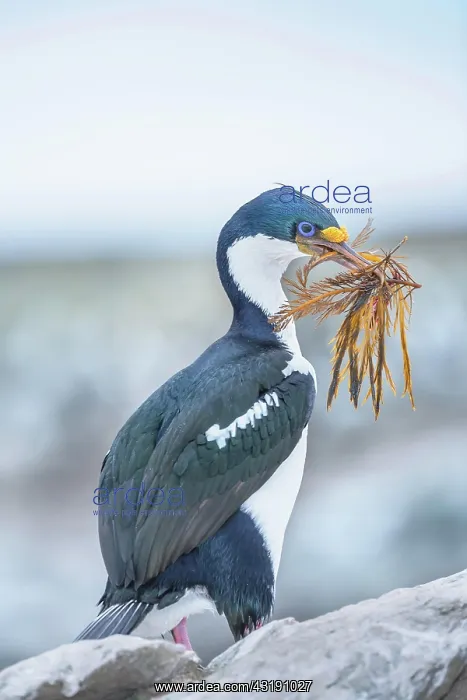 : Imperial shag (Leucocarbo atriceps) carrying nesting : Imperial shag (Leucocarbo atriceps) carrying nesting