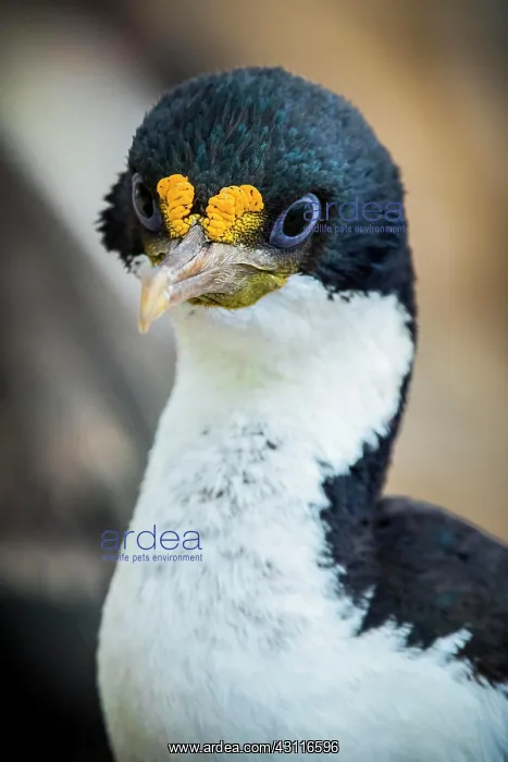 : Imperial shag (Phalacrocorax atriceps), also, Saunders : Imperial shag (Phalacrocorax atriceps), also, Saunders
