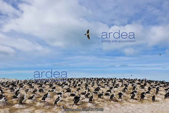 : Imperial Shag (Phalacrocorax atriceps) Patagonia : Imperial Shag (Phalacrocorax atriceps) Patagonia