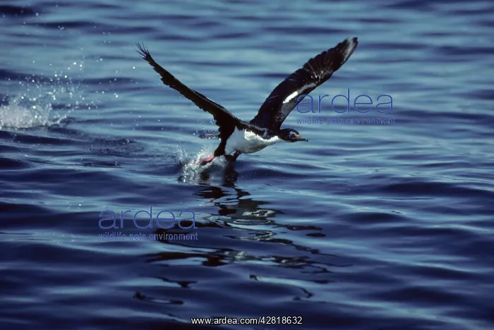 : Imperial Shag - Taking off across water : Imperial Shag - Taking off across water