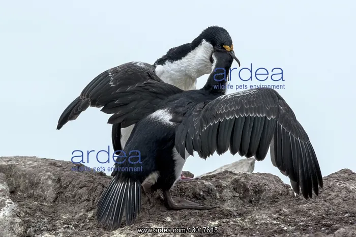  : Imperial Shags adult feeding chick