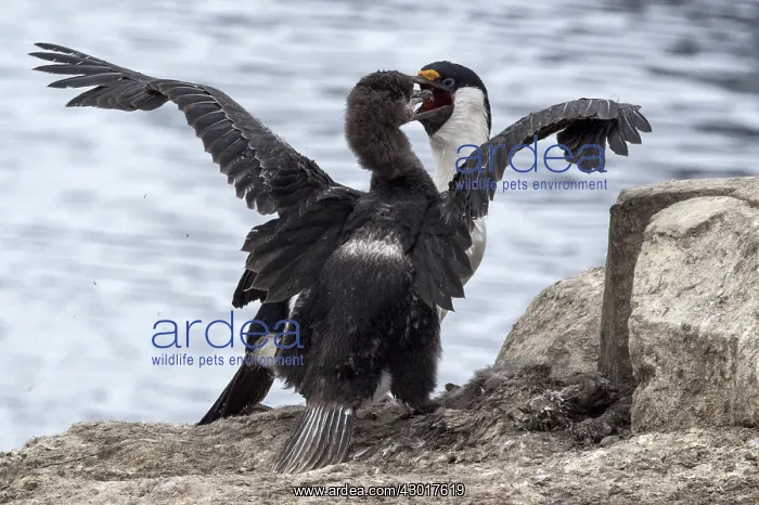  : Imperial Shags adult feeding chick