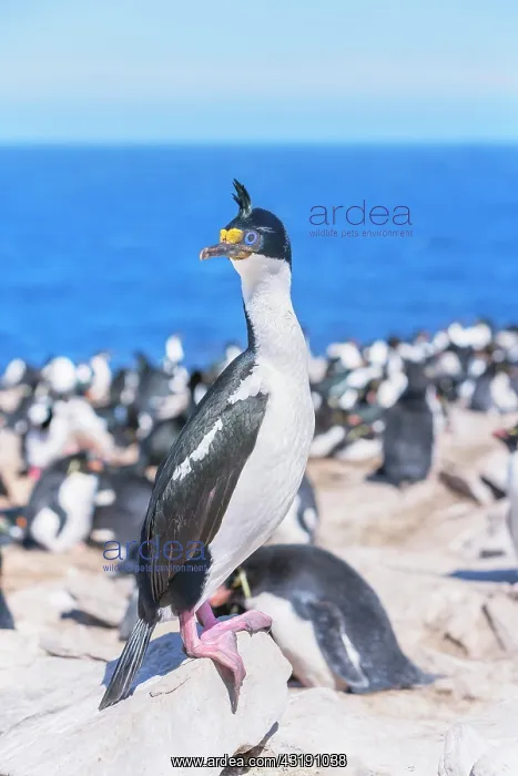 : Imperial shags (Leucocarbo atriceps) colony, Sea : Imperial shags (Leucocarbo atriceps) colony, Sea