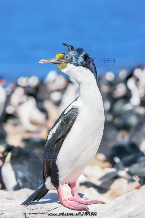 : Imperial shags (Leucocarbo atriceps) colony, Sea : Imperial shags (Leucocarbo atriceps) colony, Sea