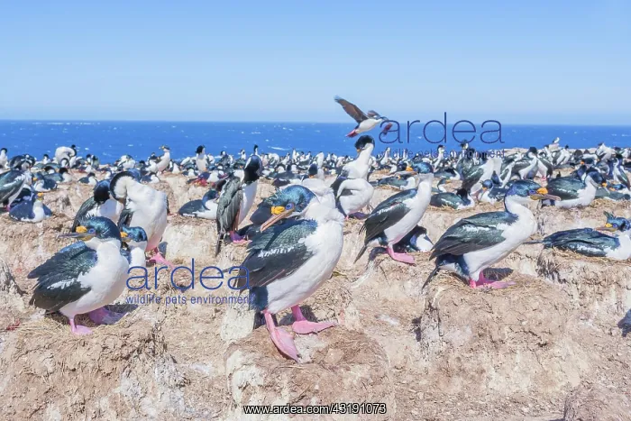 : Imperial shags (Leucocarbo atriceps) colony, Sea : Imperial shags (Leucocarbo atriceps) colony, Sea