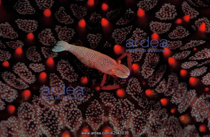 : Imperial shrimp leads its entire adult life on : Imperial shrimp leads its entire adult life on