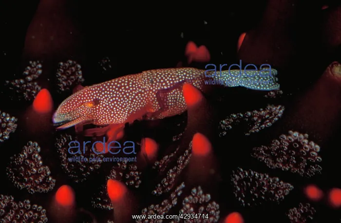  : Imperial shrimp, leads its entire adult life on a sea star