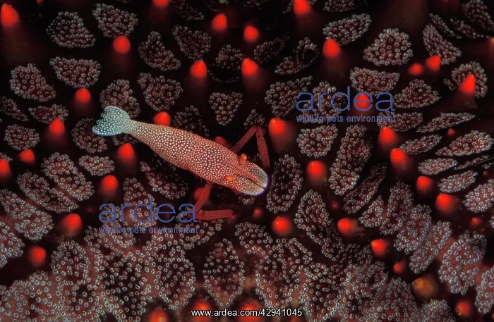 : Imperial shrimp leads its entire adult life on a sea star : Imperial shrimp leads its entire adult life on a sea star