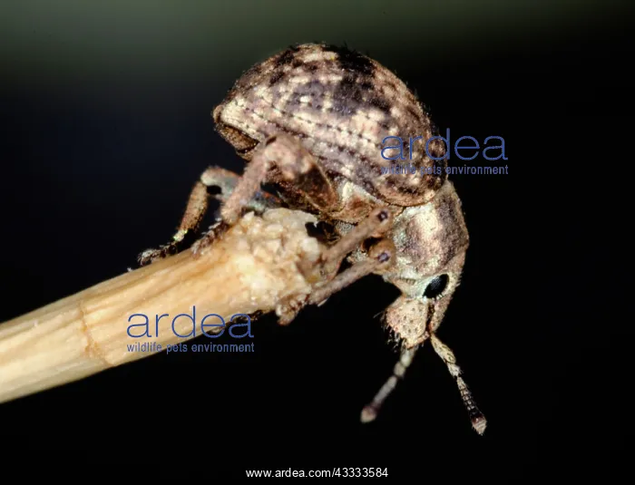 : Imported Longhorned beetle : Imported Longhorned beetle