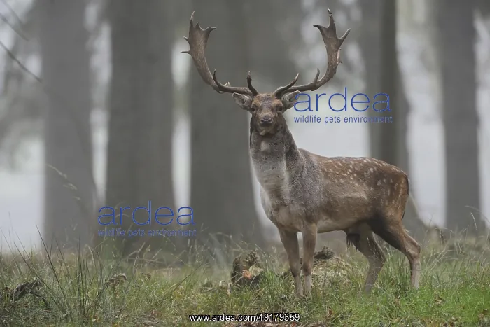 : Imposing... Fallow deer (Dama dama) : Imposing... Fallow deer (Dama dama)