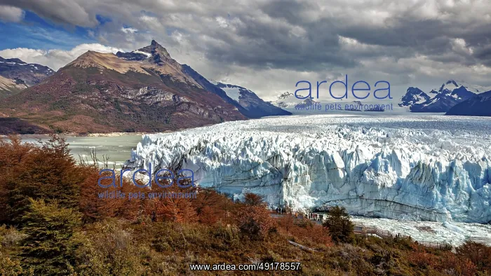 : Imposing glacier front in a majestic mountain landscape with autumnal trees and dramatic skies : Imposing glacier front in a majestic mountain landscape with autumnal trees and dramatic skies
