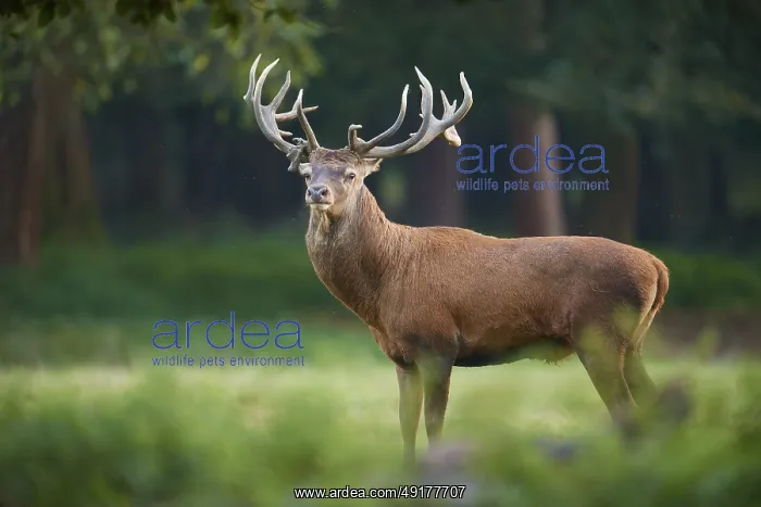 : Imposing red deer (Cervus elaphus) : Imposing red deer (Cervus elaphus)