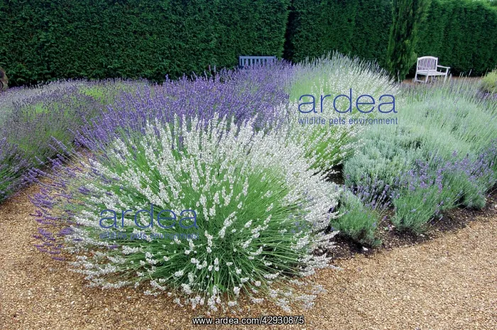 : Impress Purple, Sussex, Lullingstone Castle : Impress Purple, Sussex, Lullingstone Castle
