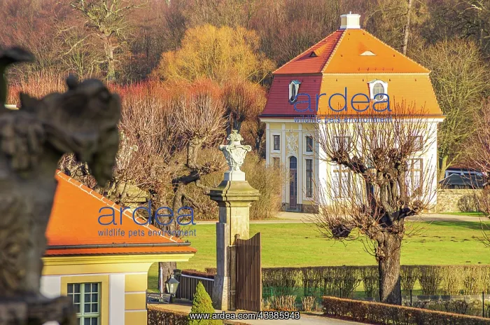 : Impressions of Moritzburg Castle near Dresden, Saxony : Impressions of Moritzburg Castle near Dresden, Saxony