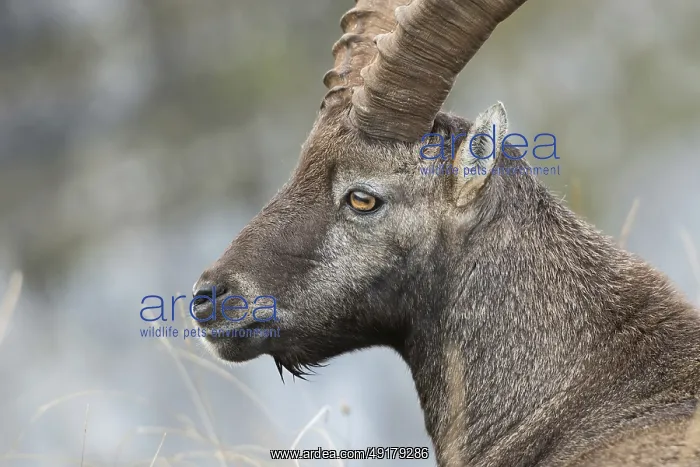 : Impressive... Alpine ibex (Capra ibex) : Impressive... Alpine ibex (Capra ibex)