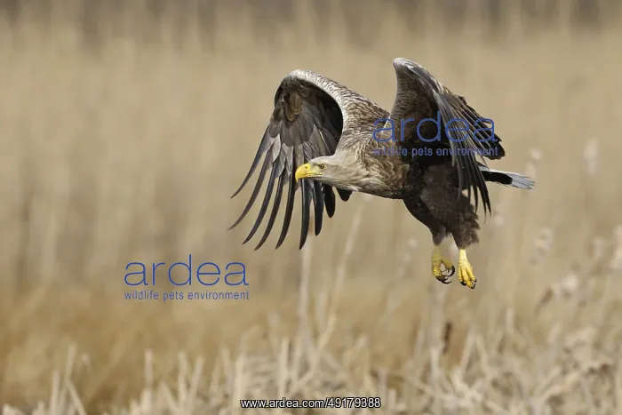 : Impressive bird of prey... White-tailed eagle (Haliaeetus albicilla) : Impressive bird of prey... White-tailed eagle (Haliaeetus albicilla)