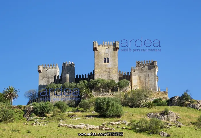 : The impressive eighth-century castle of Almodovar del Ri : The impressive eighth-century castle of Almodovar del Ri