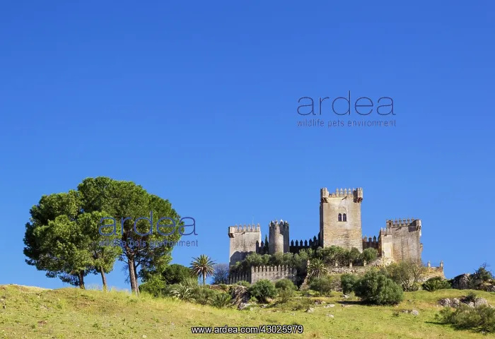 : The impressive eighth-century castle of Almodovar del Ri : The impressive eighth-century castle of Almodovar del Ri