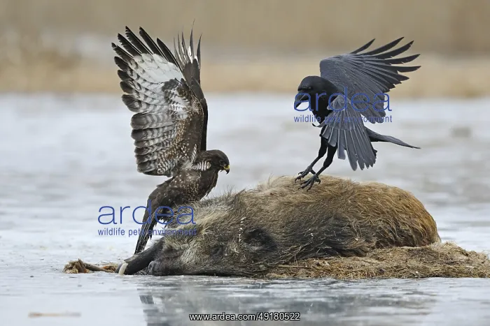 : Impressive size comparison : Impressive size comparison