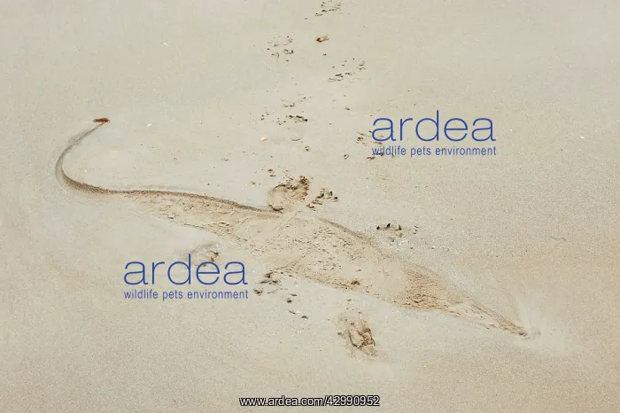 : Imprint of Saltwater Crocodile in sandy beach at low tide : Imprint of Saltwater Crocodile in sandy beach at low tide