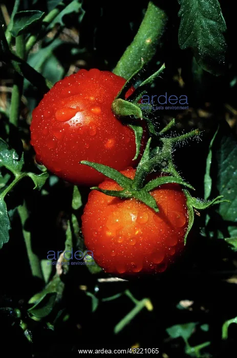 : Improved Pearson Tomato : Improved Pearson Tomato