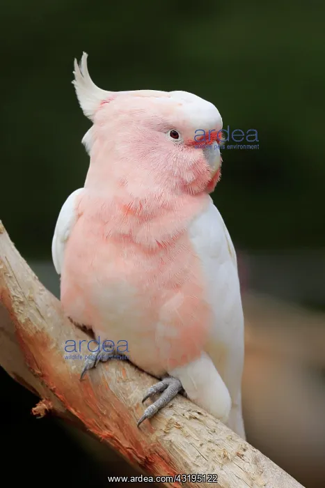  : Inca cockatoo (Lophochroa leadbeateri), adult, sitting