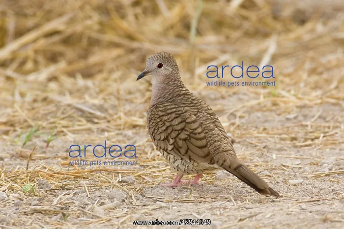 : Inca Dove (Columbina inca). South Texas in April : Inca Dove (Columbina inca). South Texas in April