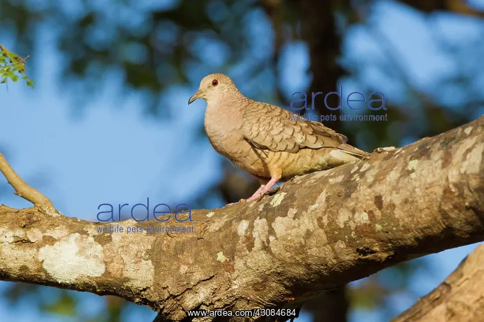  : Inca Dove (Columbina inca), La Ensenada, Costa Rica