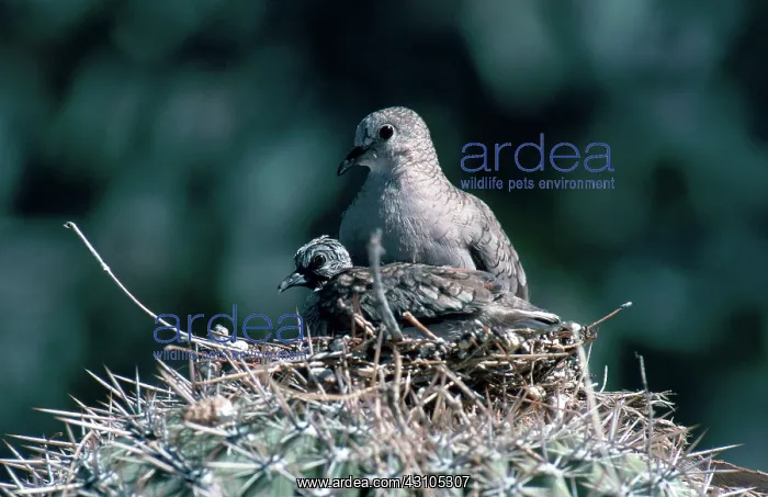 : Inca Dove, Columbina inca, with chick on nest in saguaro, Tucson, Arizona : Inca Dove, Columbina inca, with chick on nest in saguaro, Tucson, Arizona
