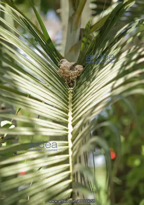  : Inca dove, Columbina inca, on its nest in a palm frond near Tarcoles, Costa Rica