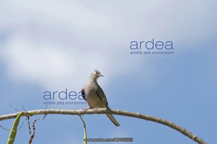 : Inca dove, Columbina inca, near Tarcoles, Costa Rica : Inca dove, Columbina inca, near Tarcoles, Costa Rica