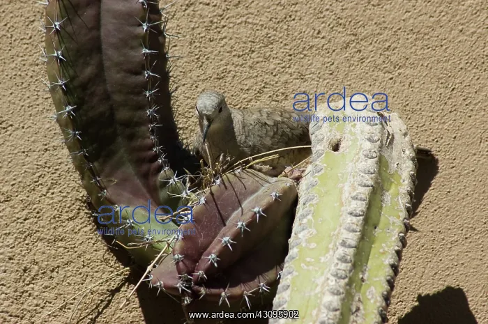 : Inca Dove (Columbina inca) : Inca Dove (Columbina inca)