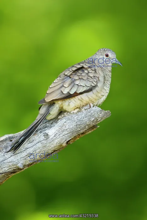 : Inca Dove (Columbina inca) perched : Inca Dove (Columbina inca) perched