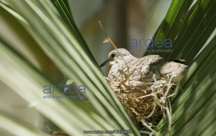 : Inca dove on nest : Inca dove on nest