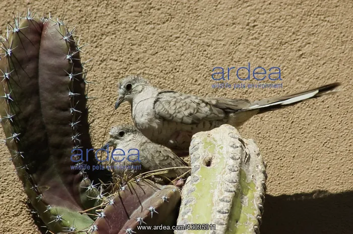 : Inca Doves : Inca Doves