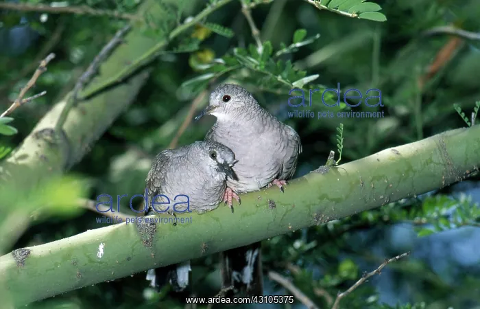 : Inca Doves : Inca Doves