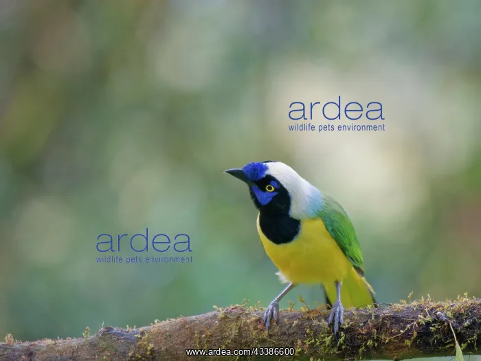 : Inca Jay Cyanocorax yncas Ecuador BI037492 : Inca Jay Cyanocorax yncas Ecuador BI037492