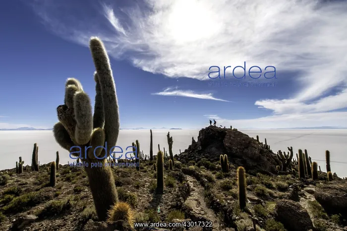 : Incawasi / Inca Wasi / Incahuasi / Cactus Island : Incawasi / Inca Wasi / Incahuasi / Cactus Island