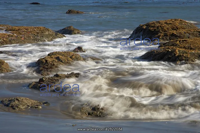 : Incoming Tide covering Tidepools, Third Beach : Incoming Tide covering Tidepools, Third Beach