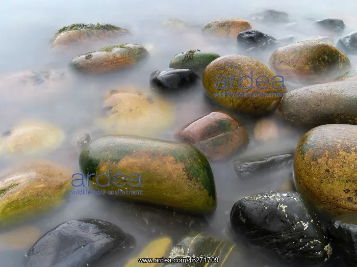 : Incoming tide at Rackwick Bay Beach, Island : Incoming tide at Rackwick Bay Beach, Island