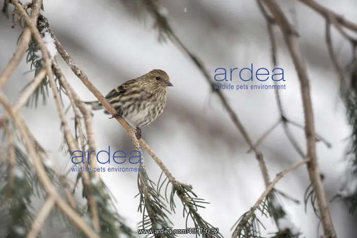 : Inconspicuous... Pine siskin (Spinus pinus) in the branches of a conifer : Inconspicuous... Pine siskin (Spinus pinus) in the branches of a conifer